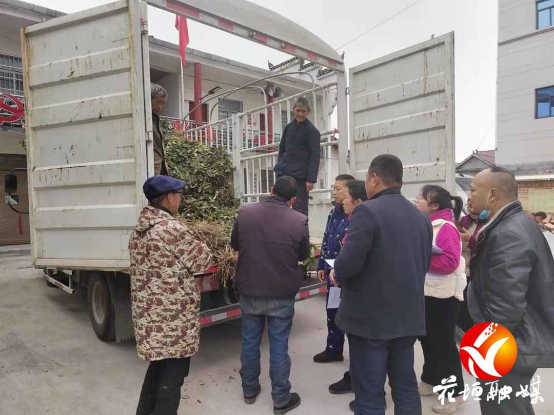 村民种植黑皮冬瓜致富_种植佛甲草致富吗_大棚樱桃种植成功致富案例