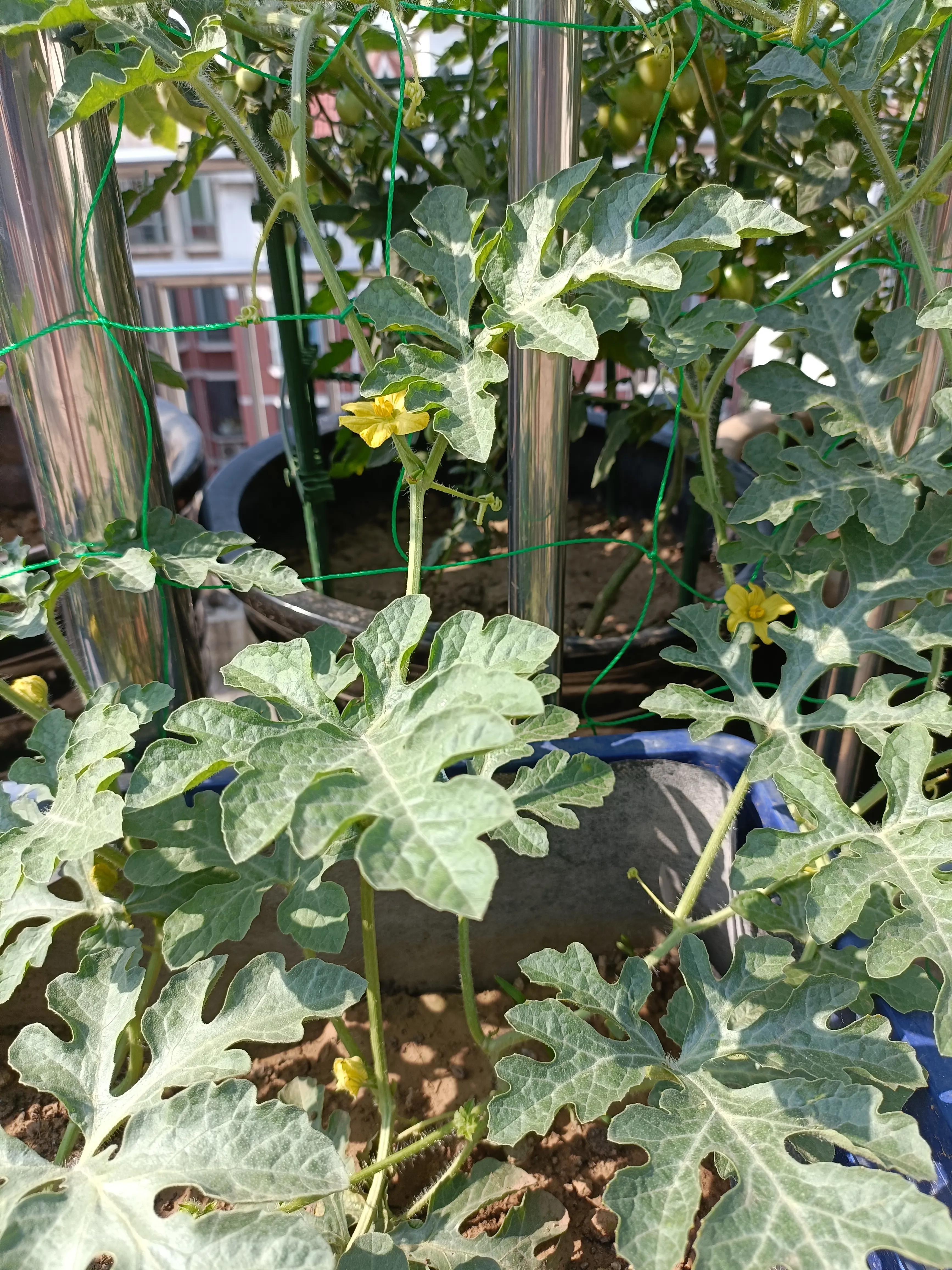 视频西瓜种植露地技术教程_农村西瓜露地种植视频_西瓜露地种植技术视频