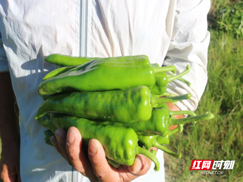 致富经辣椒红了_致富经辣椒财富_农业节目致富经种植辣椒