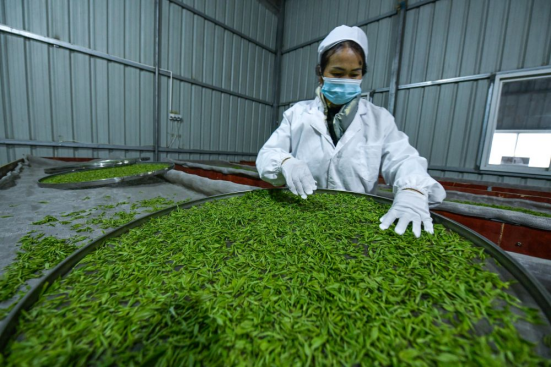 种植野果致富吗_致富种植野果视频_种植野果前景如何