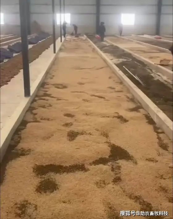 致富经养蛆_致富小叶养蛆高清图片_致富经高小叶养蛆