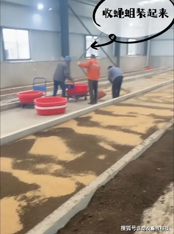 致富经养蛆_致富小叶养蛆高清图片_致富经高小叶养蛆