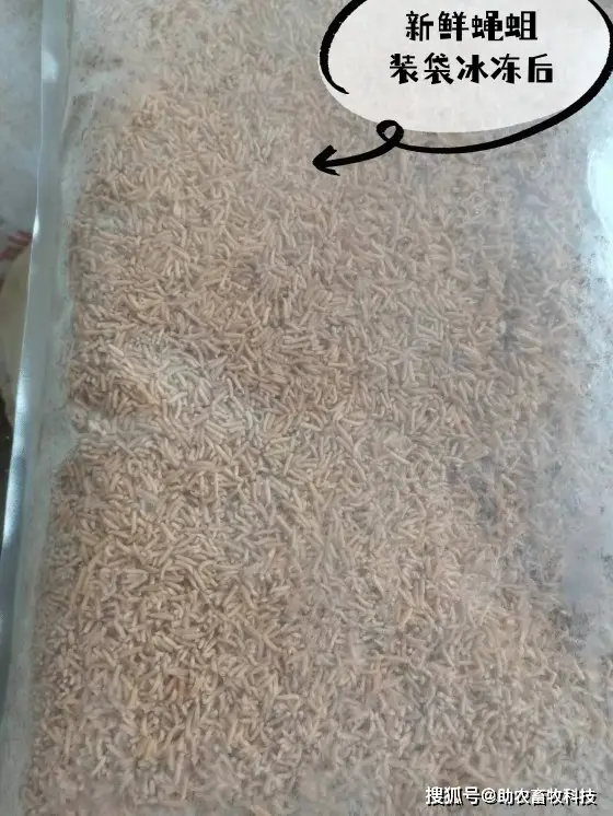 致富经养蛆_致富经高小叶养蛆_致富小叶养蛆高清图片