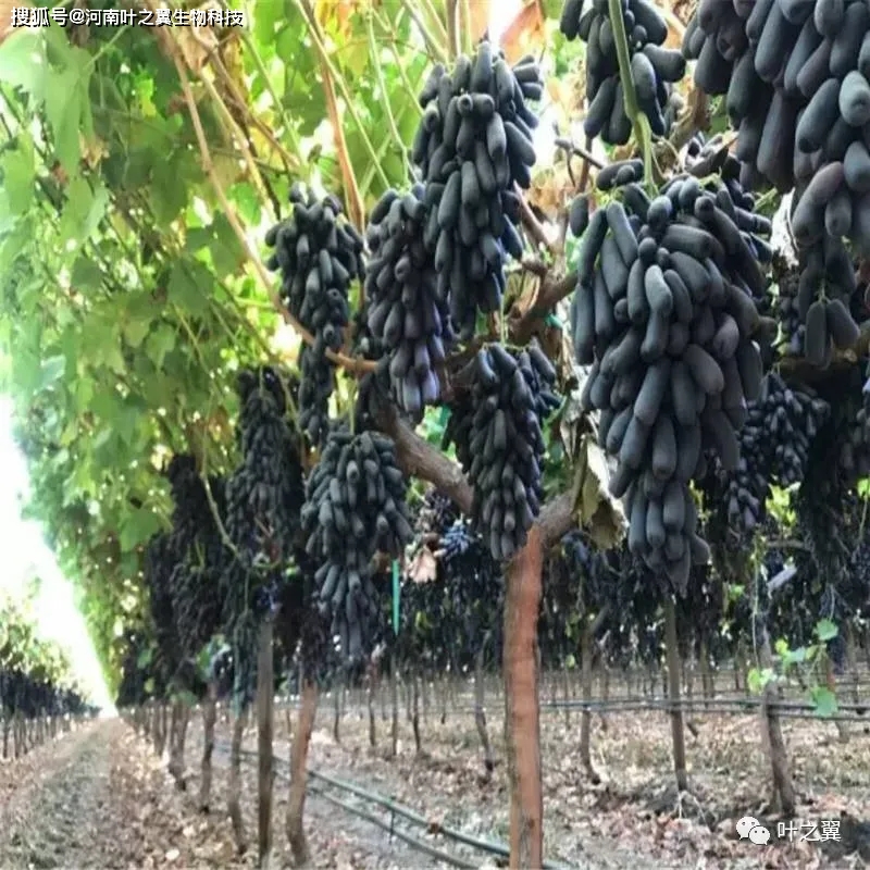 温室藤引葡萄种植技术_葡萄藤养殖_葡萄温室栽培技术