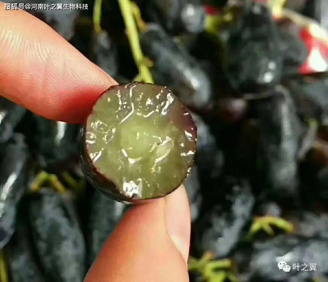 温室藤引葡萄种植技术_葡萄温室栽培技术_葡萄藤养殖