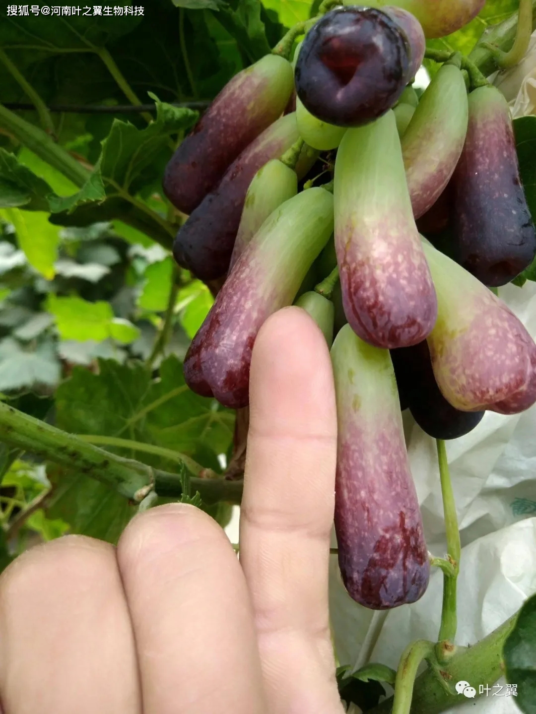 温室藤引葡萄种植技术_葡萄藤养殖_葡萄温室栽培技术
