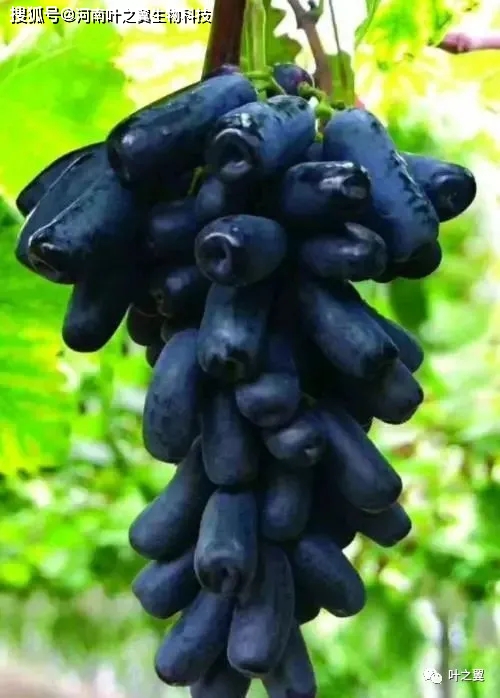 葡萄温室栽培技术_温室藤引葡萄种植技术_葡萄藤养殖