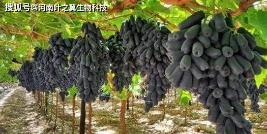 葡萄藤养殖_温室藤引葡萄种植技术_葡萄温室栽培技术