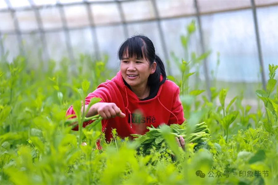 大棚药材种植成本与利润_大棚药材种植项目_大棚种植药材致富