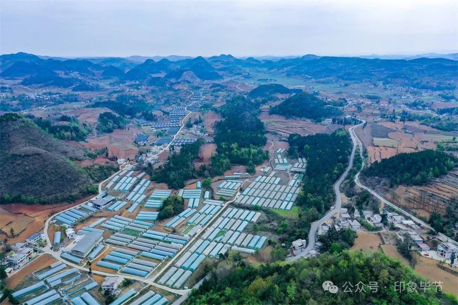 大棚药材种植项目_大棚药材种植成本与利润_大棚种植药材致富