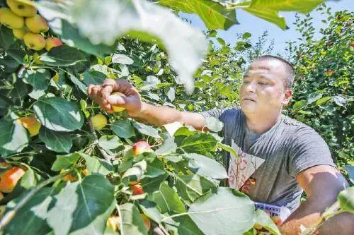 农民种1种特色野果1亩赚5万 这果卖100元1公斤 种1次可采收多年
