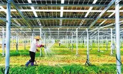 大棚种植药材致富_大棚药材种植项目_大棚药材种植成本与利润