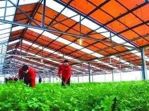 大棚药材种植成本与利润_大棚药材种植项目_大棚种植药材致富