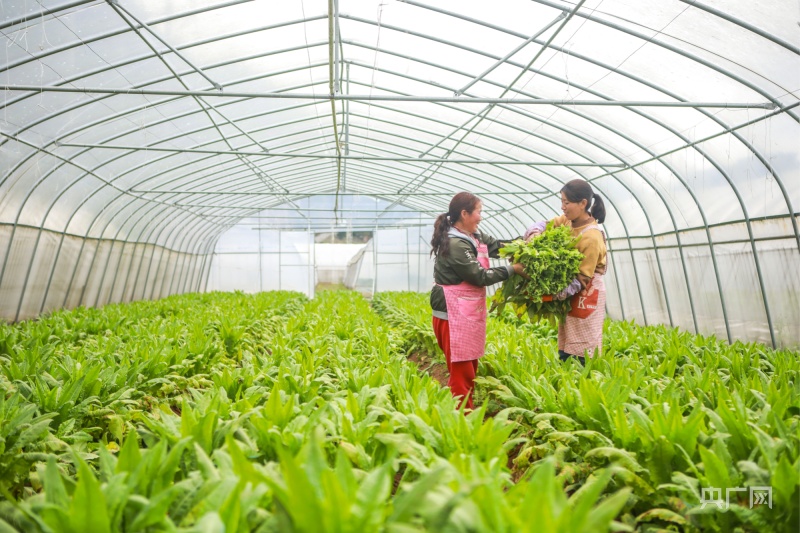 大棚中药材种植_大棚种植药材致富_大棚药材种植项目