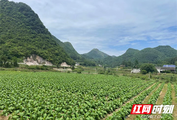 让村民在家门口富起来——湘西州烟草专卖局驻福建村工作队推进乡村振兴侧记