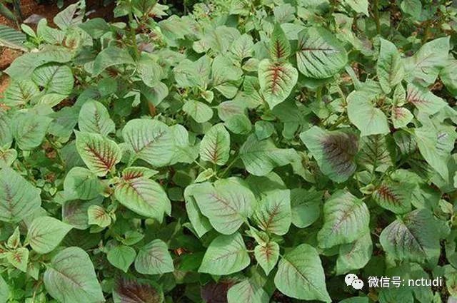 致富野菜种植农村有补贴吗_致富野菜种植农村视频_农村种植野菜致富