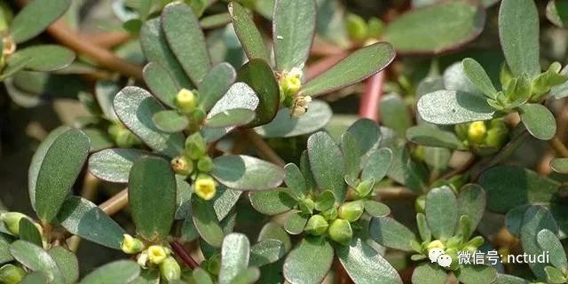 农村种植野菜致富_致富野菜种植农村视频_致富野菜种植农村有补贴吗