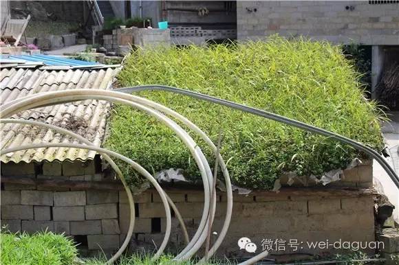 白及种植致富视频_白芨种植视频直播_种植白芨是骗局吗