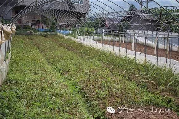 白芨种植视频直播_种植白芨是骗局吗_白及种植致富视频