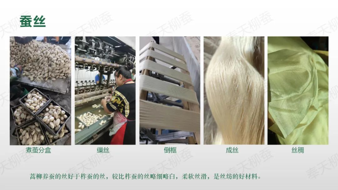 柞树蚕养殖技术_养柞蚕枝术_养柞蚕视频