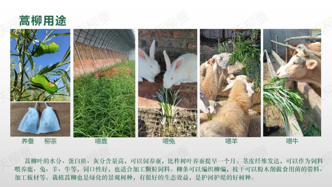 养柞蚕枝术_养柞蚕视频_柞树蚕养殖技术