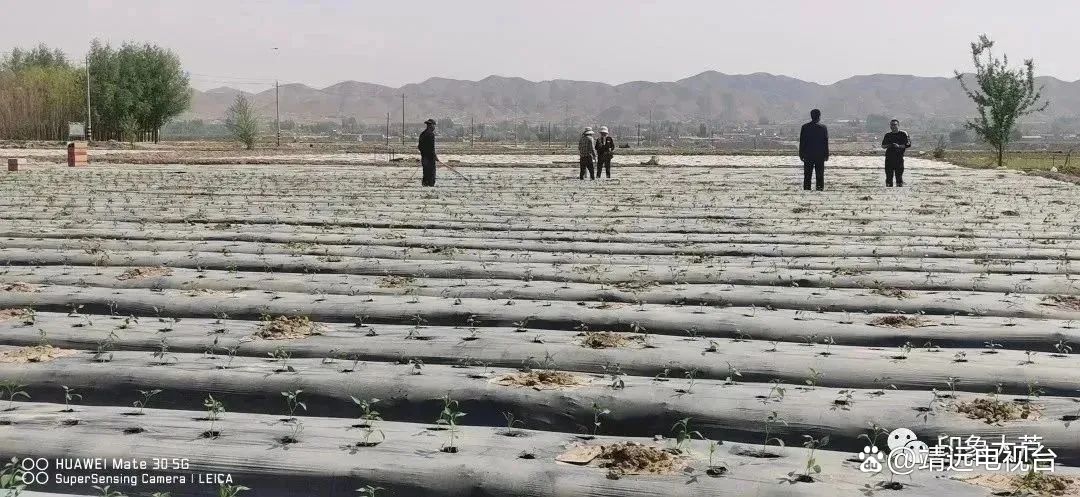致富种植视频全集_致富火经种植_致富经种火龙果