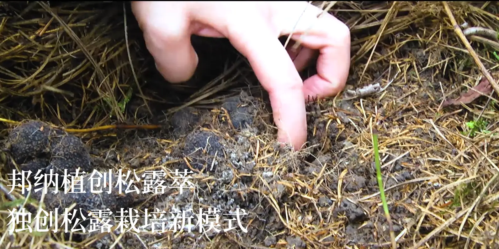 松露人工种植视频_松露种植技术栽培_松露种植技术视频