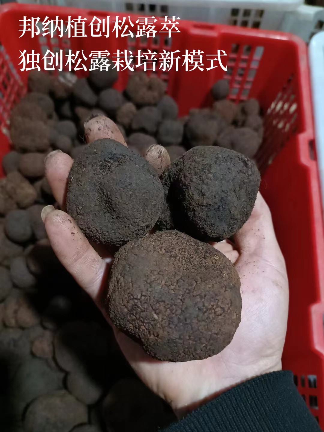 松露种植技术视频_松露种植技术栽培_松露人工种植视频