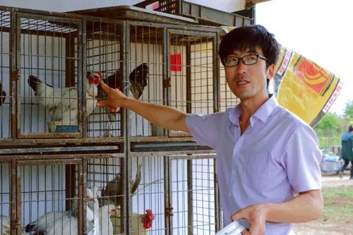 山东土鸡养殖合作社_山东散养土鸡基地电话_山东养殖土鸡致富经