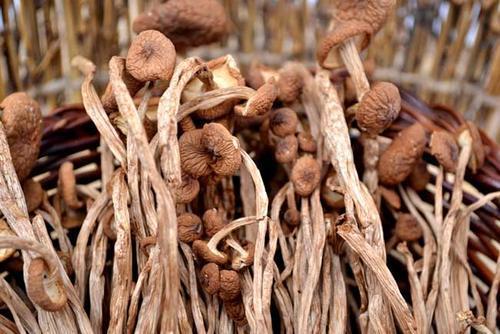 万万没想到茶树菇烘干以后营养价值依然这么高