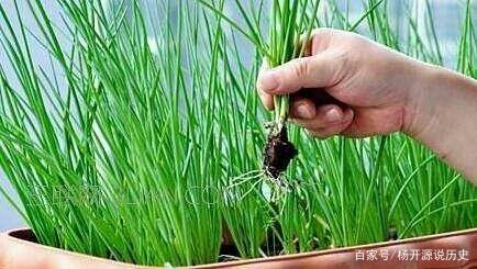 小葱是什么时候种的？该如何种植呢？