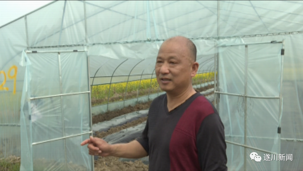 种蔬菜大棚赚钱吗_致富蔬菜大棚种出的蔬菜_大棚蔬菜种出致富经