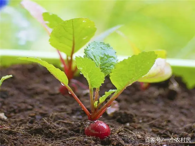 萝卜种植怎么浇水_水萝卜种植技术_种水萝卜怎么浇水