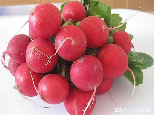 种水萝卜怎么浇水_水萝卜种植技术_萝卜种植怎么浇水