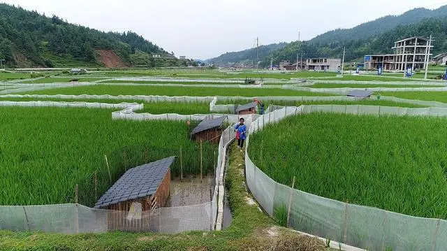 致富养殖模式有哪些_养殖模式致富_致富养殖模式是什么