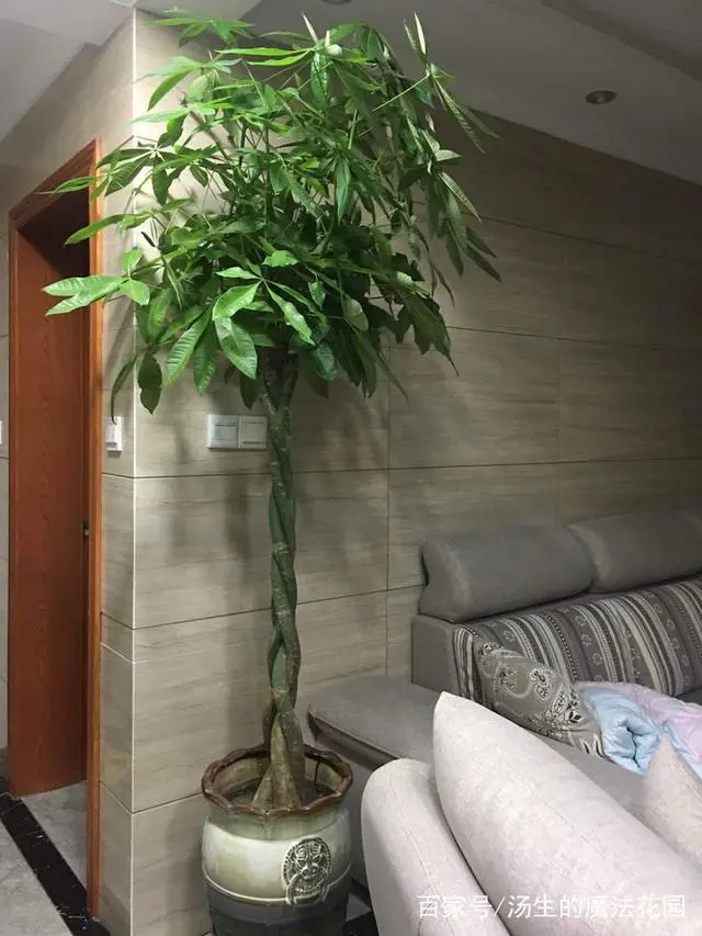 发财养殖树技术有哪些_发财树养殖技术_发财树养殖视频教程
