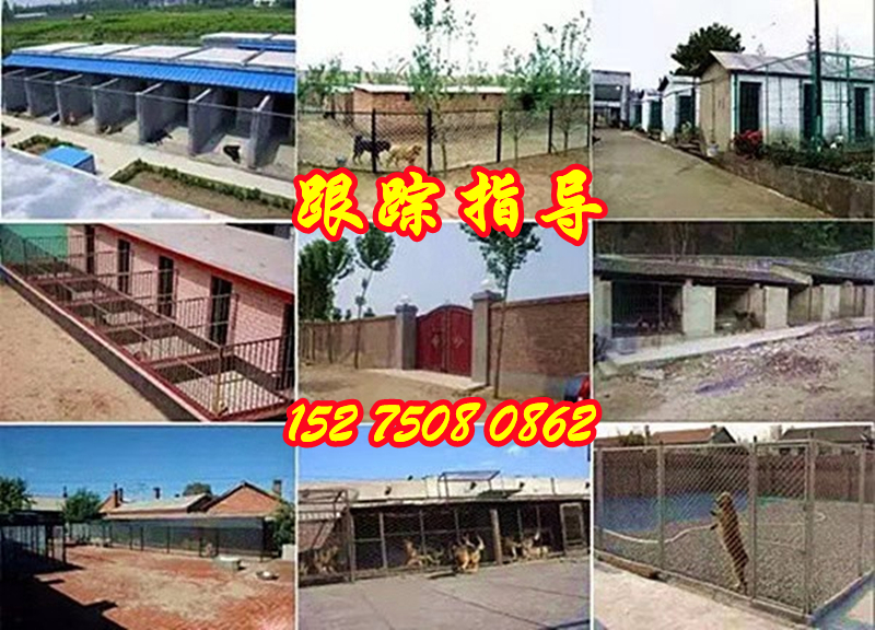 汕尾海丰哪里有土狗卖供应