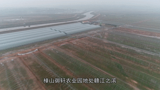 产业扶贫！樟山镇发展现代农业，浇开致富的“幸福花”