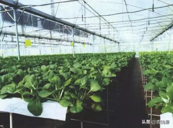 水萝卜种植技术_萝卜种水的功效和作用_萝卜水里种植