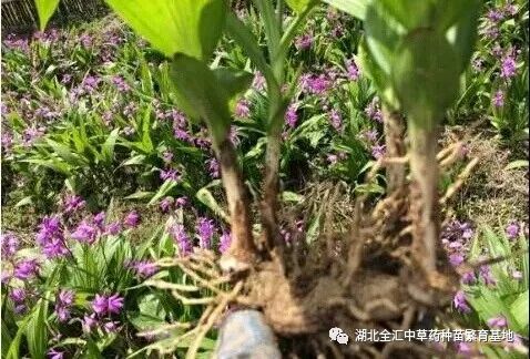 湖北农民“白芨大王”传授致富经一亩年均纯收入23万
