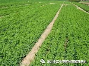 种白芨能赚钱吗_致富经种白芨_种植白芨致富项目