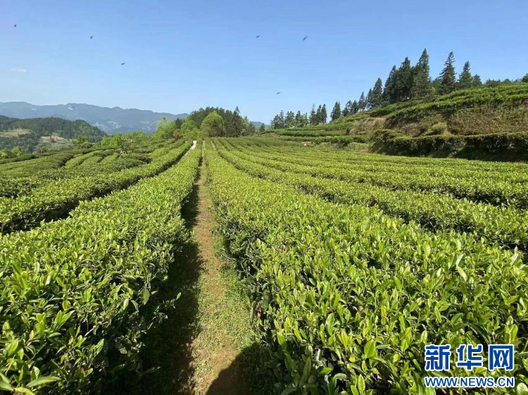 重庆致富带头人_致富采访重庆过去的视频_致富经去重庆采访过吗