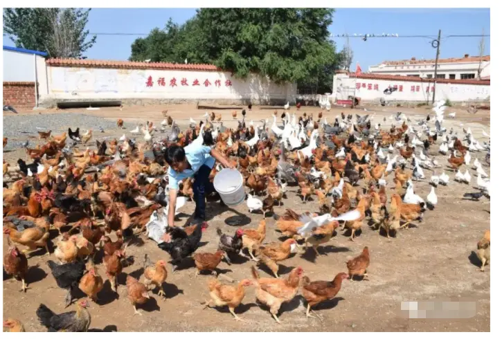 走进乡村看小康：咯咯哒，特色家禽养殖，看了你也想养