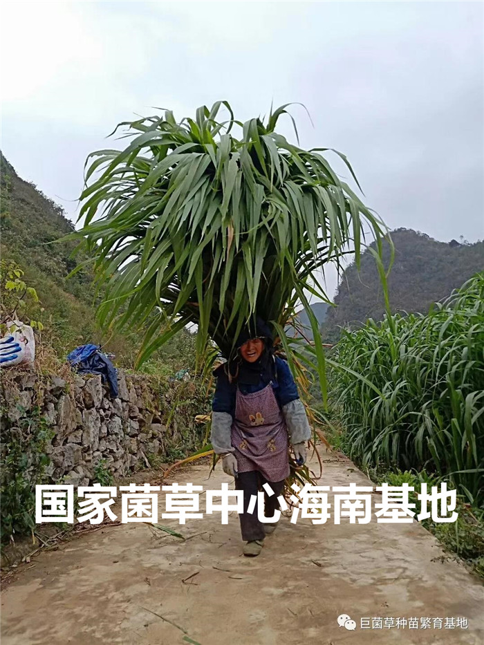 致富养殖巨菌草有哪些_巨菌草养殖致富_那有巨菌草养殖的成功案例