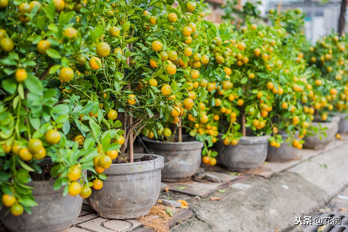 盆栽金桔种植技术_盆栽种植金桔技术要点_盆栽金桔怎么种植