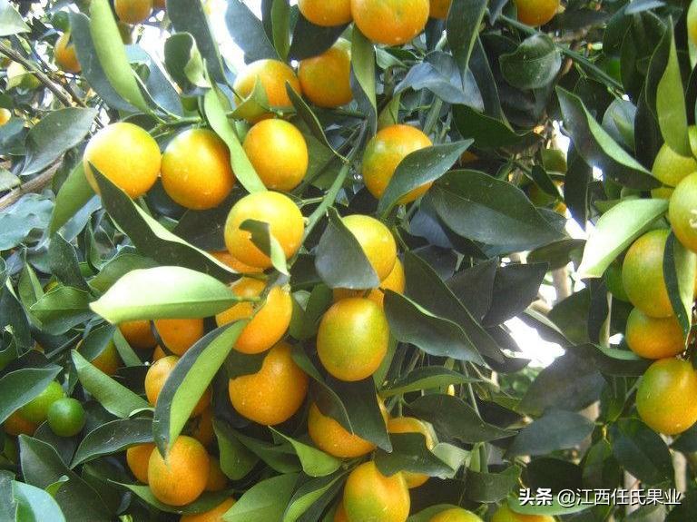 盆栽种植金桔技术要点_盆栽种植金桔技术与管理_盆栽金桔种植技术