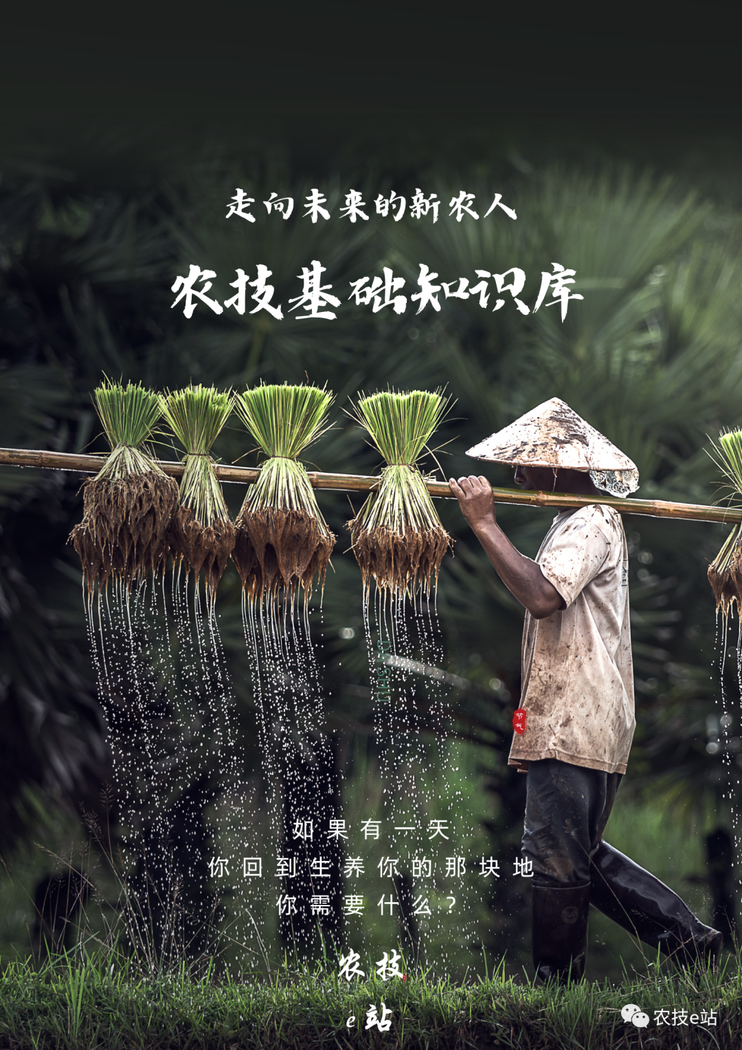 野生种植树莓技术要点_野生种植树莓技术要求_野生树莓种植技术