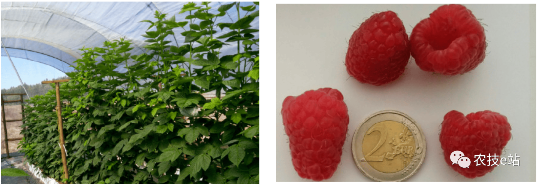 野生种植树莓技术要求_野生种植树莓技术要点_野生树莓种植技术
