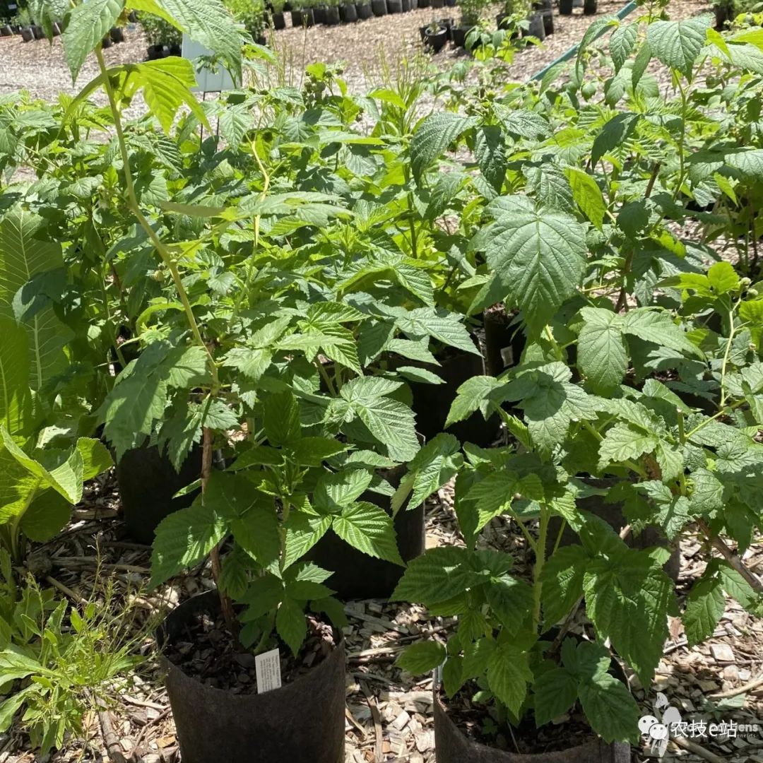 野生种植树莓技术要求_野生种植树莓技术要点_野生树莓种植技术