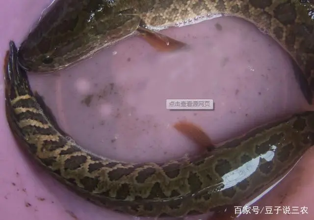 黑鱼的生长环境是什么样的？该如何养殖呢？有哪些注意事项